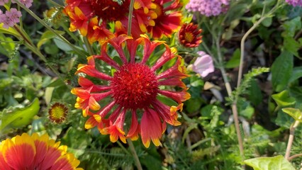 Gaillardia pulchella orange flower in the garden
