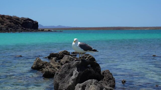 Sea gull standing on a rock