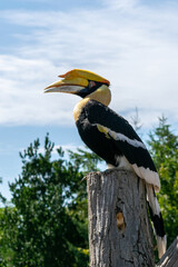 Rhinoceros Hornbill against a Blue Sky © Rick