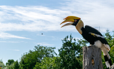 Rhinoceros Hornbill against a Blue Sky
