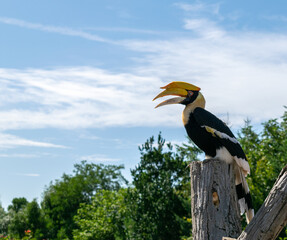 Rhinoceros Hornbill against a Blue Sky