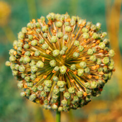 Globular blooming cute original unusual plants close-up