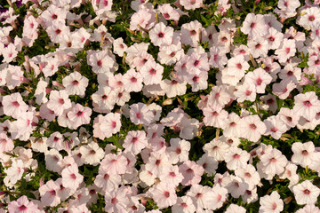Natural floral background of white nasturtiums close-up