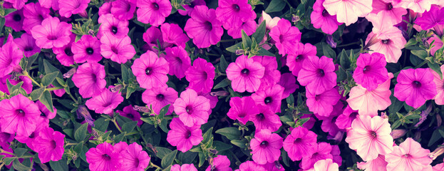 Natural floral background of bright purple nasturtiums close up