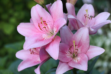 Fototapeta premium Close-up of pink lilies with delicate petals and green blurred background. Multiple lily flowers in various stages of bloom, showing intricate details of lily stamens and pistils