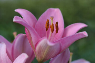 Close-up of pink lilies with delicate petals and green blurred background. Multiple lily flowers in various stages of bloom, showing intricate details of lily stamens and pistils