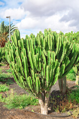 Large green cactus plant is surrounded by other plants. The cactus is the main focus of the image, and it is thriving in its environment. The other plants in the background seem to be smaller