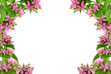 Pink flower frame isolated