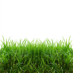 Obraz premium green grass with white background