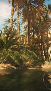 Palm trees in desert Liwa dunes