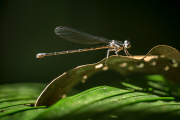Dragonfly, SarapiquA�, Costa Rica, Central America