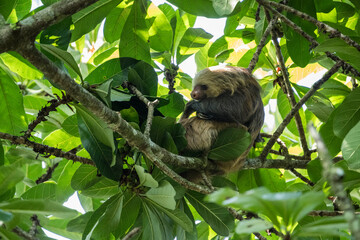 Sloth in tree, Sarapiqu, Costa Rica, Central America © robertharding