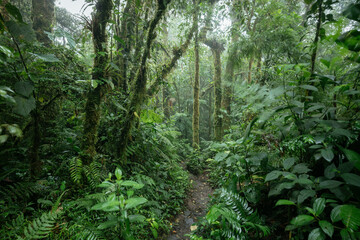 Santa Elena Cloud Forest Reserve, UNESCO World Heritage Site, Guanacaste Province, Costa Rica,...