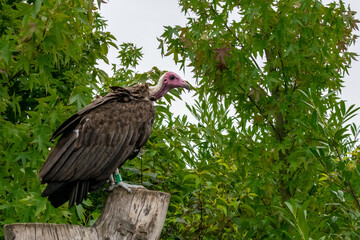 Majestic Rüppell's Griffon Vulture Flying