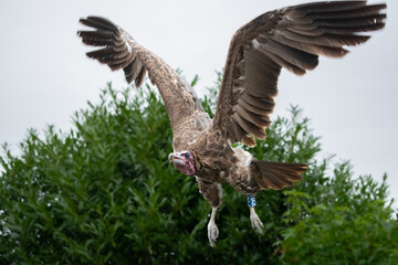 Majestic Rüppell's Griffon Vulture Flying