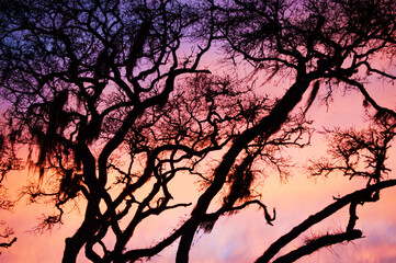 Silhouette of Spanish Moss tree in Jekyll Island Georgia with pink and purple sunset 