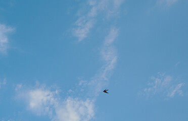 a swallow flies in the sky