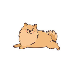Cute Pomeranian spitz dog. Funny pet lying, relaxing. Small puppy, animal of Pom breed smiling. Vector illustration isolated on white background