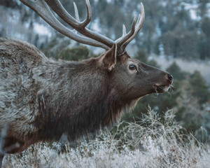 Close-up photograph of an elk in Rocky Mountain National Park, capturing the majestic animal in its natural habitat. 