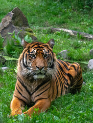 Obraz premium Majestic and impressive Sumatran Tiger