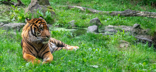 Majestic and impressive Sumatran Tiger © Rick