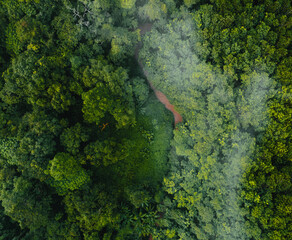 Tropical green forest in the rainy season from above,Aerial view,concept of environmental ecology