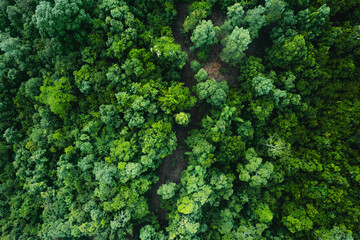 Fototapeta premium Tropical green forest in the rainy season from above,Aerial view,concept of environmental ecology