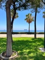 tree in the park near the sea