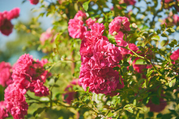 róże parkowe  © Marcin Łazarczyk