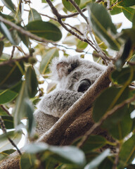 Koala Sleeping in Eucalyptus Tree in Sydney, Australia 