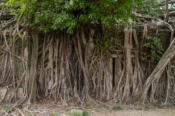 brick wall and stone window with roots growing out of it at Anping Tree House in Tainan, Taiwan