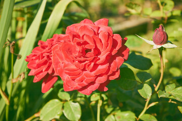 czerwone róże  © Marcin Łazarczyk