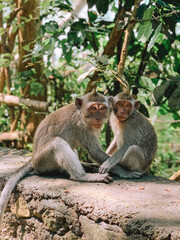 Charming photograph of monkeys in Bali, captured in their natural habitat amidst lush greenery. 