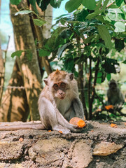 Charming photograph of monkeys in Bali, captured in their natural habitat amidst lush greenery. 