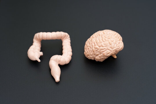 Brain and Large Intestine Model on Dark Background