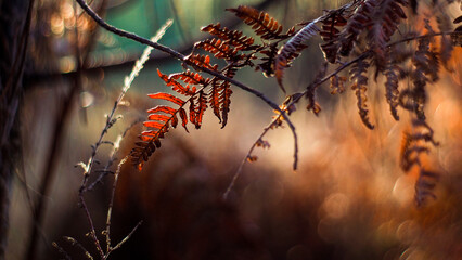 Forêt des Landes de Gascogne, en automne