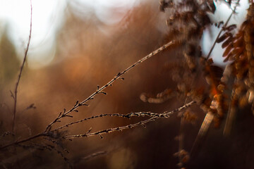 Forêt des Landes de Gascogne, en automne