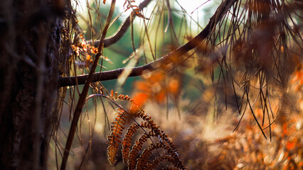 Forêt des Landes de Gascogne, en automne