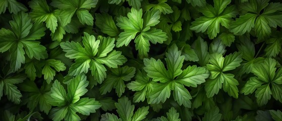 A close up of green leaves with a few drops of water on them