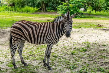 Graceful Zebras in the Zoo