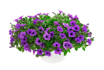 Bouquet of flowers petunia in a pot.