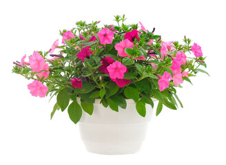 Bouquet of flowers petunia in a pot.
