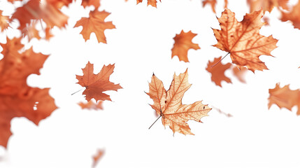 Fototapeta premium Autumn Drift. several brown maple leaves in various stages of descent against a stark white background.