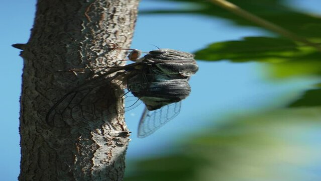 A cicada sits on a tree at summer, closeup shot. Singing loudly to call the female. Intense buzzing of cicadas. Cicada Lyristes plebejus. Vertical video