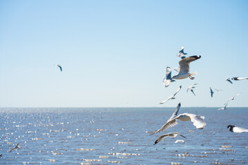 Seagulls bird flying eat food feed by people at Bangpu vacation center