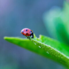Fototapeta premium ladybug on green leaf