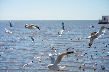 Seagulls bird flying eat food feed by people at Bangpu vacation center