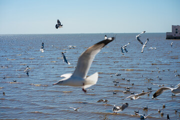 Seagulls bird flying eat food feed by people at Bangpu vacation center