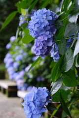 紫陽花のある風景