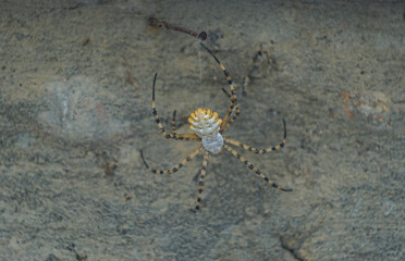 Big yellow spider